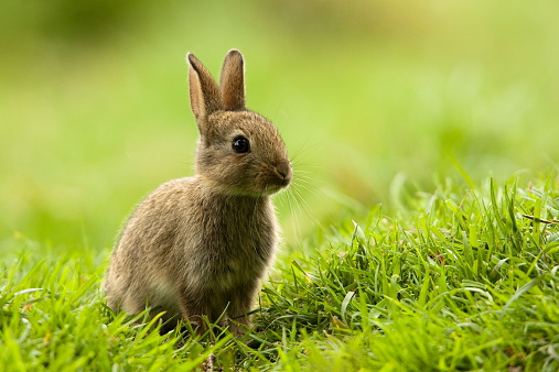 Group of cuddly furry rabbit bunny sitting and lying down together on green grass natural background. Baby fluffy rabbit black, brown bunny family sitting on field. Easter newborn bunny family concept