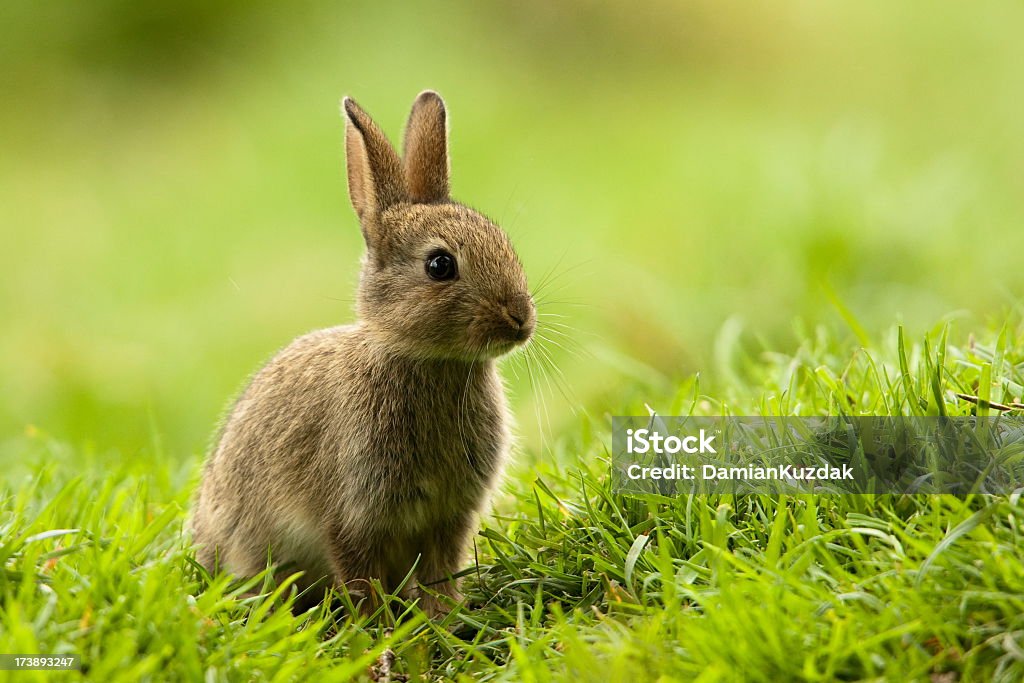 Rabbit (Oryctolagus cuniculus) Baby Rabbit. Please, see my collection of animals images Rabbit - Animal Stock Photo