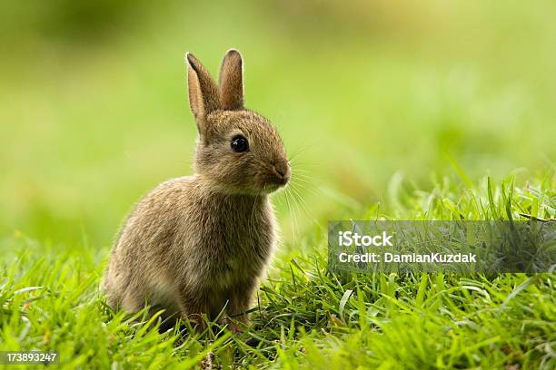 Rabbit Stock Photo - Download Image Now - Rabbit - Animal, Baby Rabbit, Grass