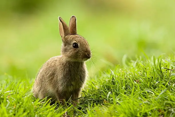 Free Baby Rabbit Picture Baby Rabbit Pictures | Download Free Images on Unsplash