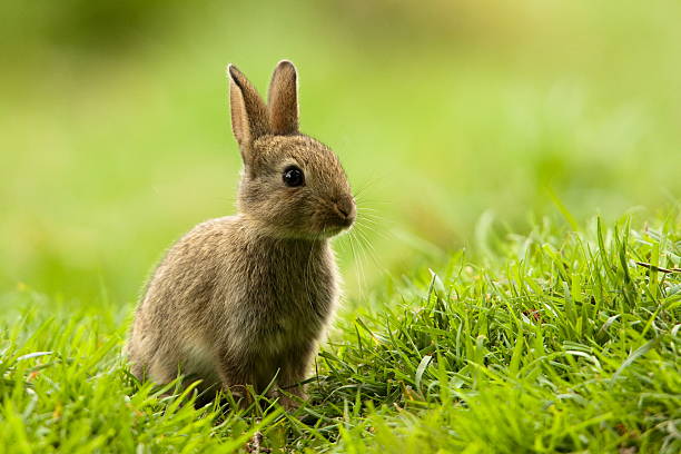 królik europejski (oryctolagus cuniculus) - rabbit zdjęcia i obrazy z banku zdjęć