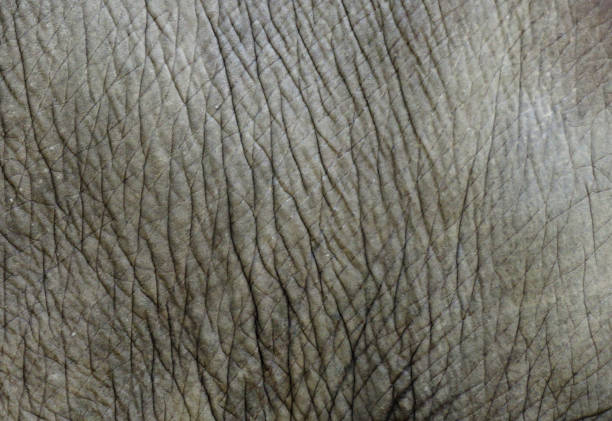 istock Elephant skin texture, abstract background. Elephant skin background. 1738932683