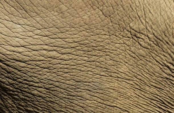 istock Elephant skin texture, abstract background. Elephant skin background. 1738932702