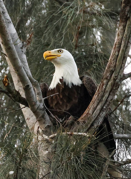 American Bald Eagles stock photo