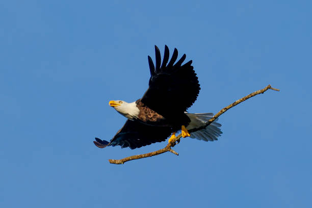 American Bald Eagles stock photo