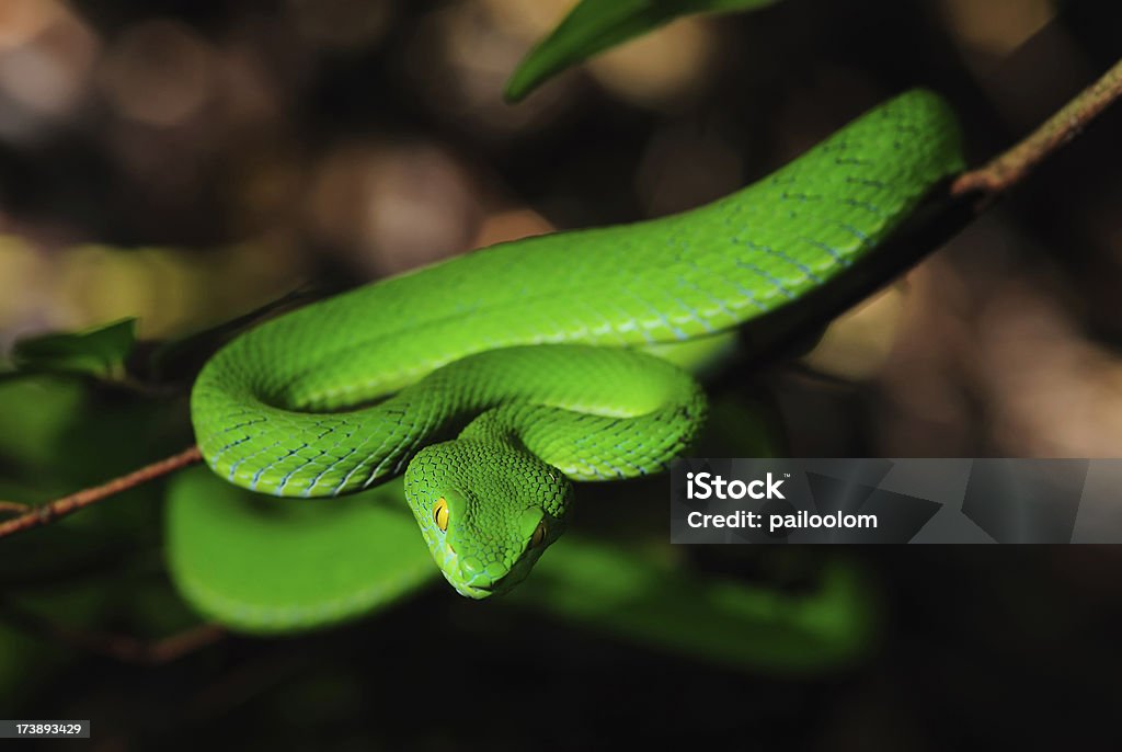 Cobra Verde - Foto de stock de Verde - Descrição de Cor royalty-free