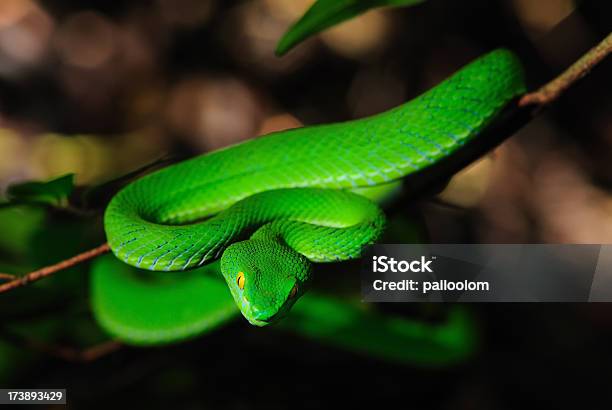 Foto de Cobra Verde e mais fotos de stock de Verde - Descrição de Cor - Verde - Descrição de Cor, Víbora, Animal