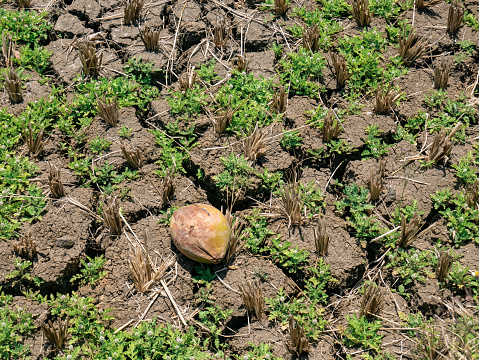 A coconut that has not yet dried is in a rice field where the soil is dry and split.