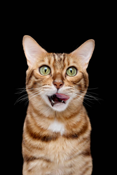 istock Bengal cat licks its mouth on a black background. 1738936144