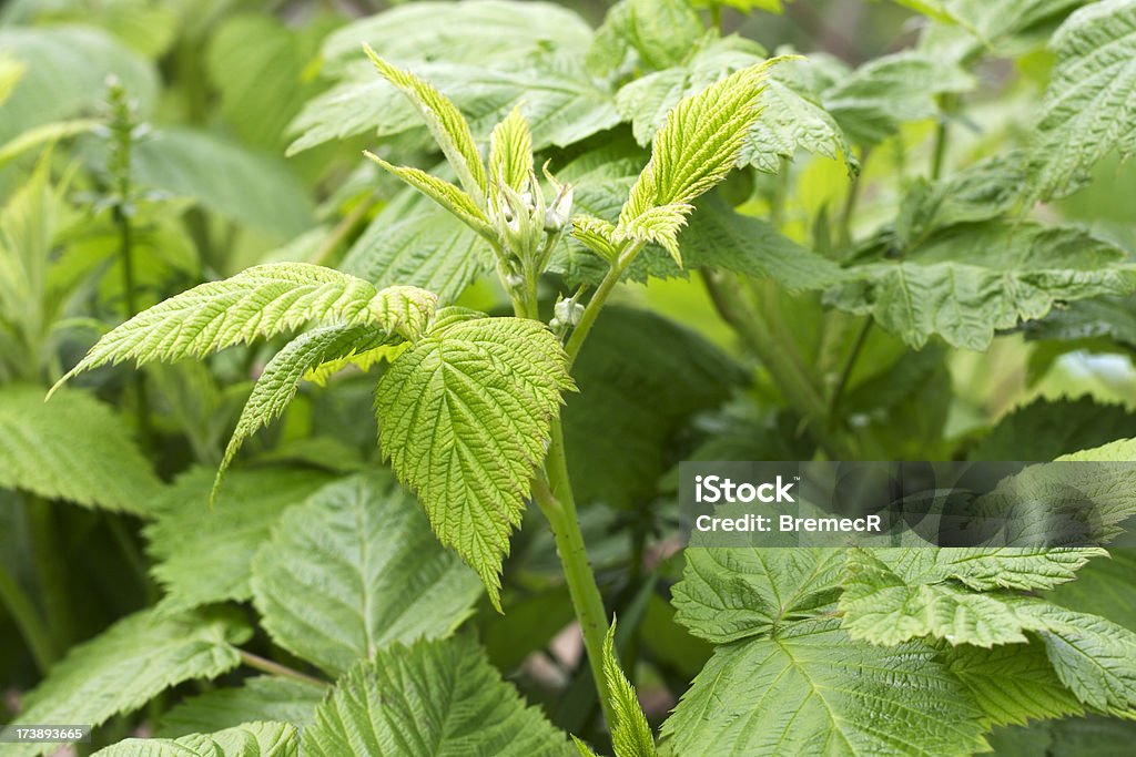 Nettle Buds of stinging nettle in nature. Backgrounds Stock Photo