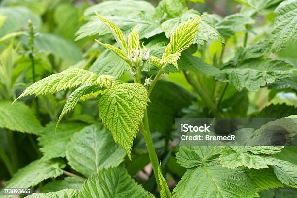 Nettle Stock Photo - Download Image Now - Backgrounds, Botany, Bud