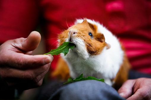 Cute Guinea Pig