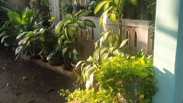 istock a group of potted plants sitting next to each other 1738940083