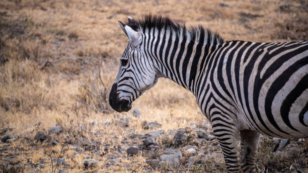 istock Life in Tanzania 1738940099