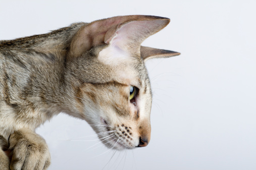 Portrait in a profile close up oriental shorthair cat. (ORS n 24)