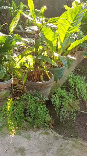 istock a group of potted plants sitting next to each other 1738941314