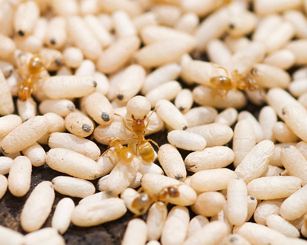 eggs and their parents ants in panic ant photos stock pictures, royalty-free photos & images