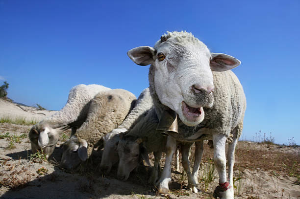 Curiosidade de ovelha - foto de acervo