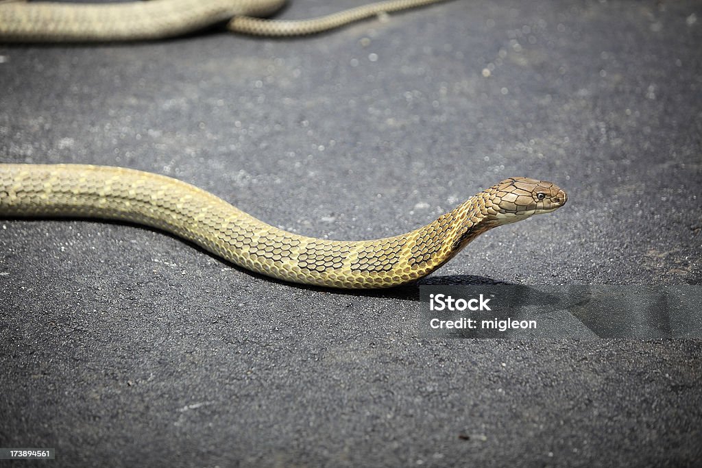 Cobra rey - Foto de stock de Cobra rey libre de derechos