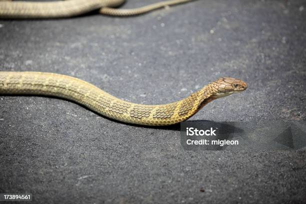 Cobra Rey Foto de stock y más banco de imágenes de Cobra rey - Cobra rey, Aire libre, Animal