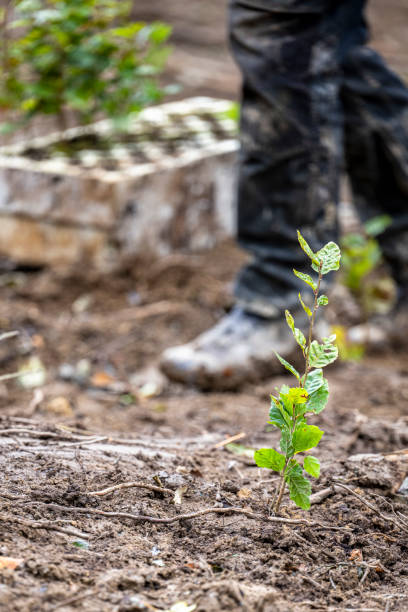 istock Planting a forest, artificial forest regeneration. Beech seedlings with a covered root system. 1738948730