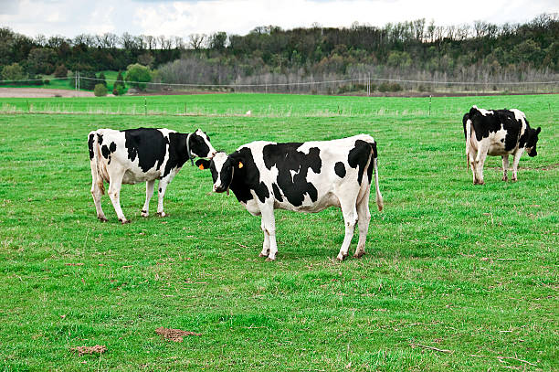 Wisconsin Dairy Cows stock photo