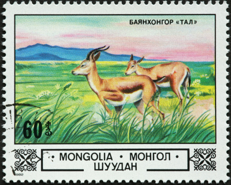 Mongolian antelope