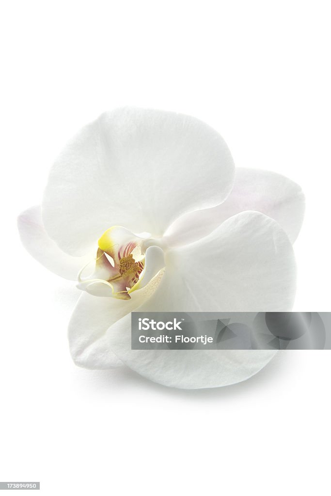 Flores: Orquídea - Foto de stock de Blanco - Color libre de derechos