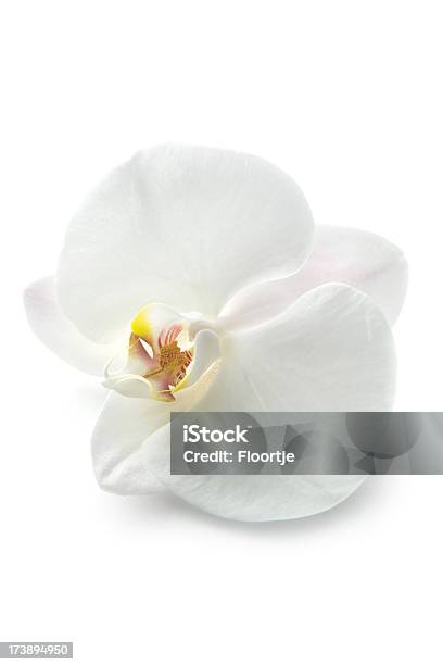 Kwiaty Orchidea - zdjęcia stockowe i więcej obrazów Biały - Biały, Orchidea, Kwiat - Roślina