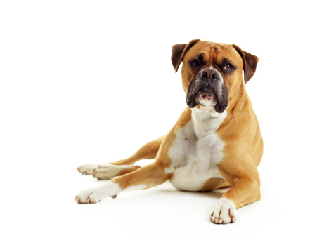 Boxer laying on white background