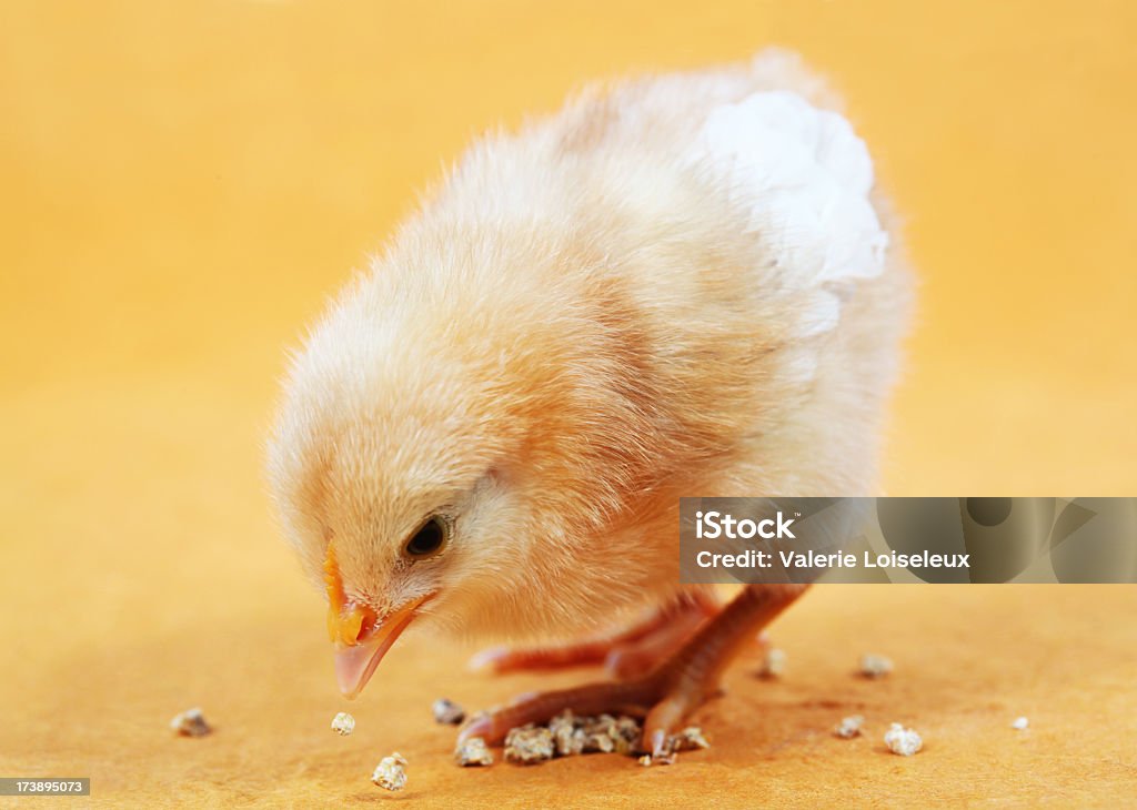 Chick eating Chick eating seeds. Baby Chicken Stock Photo