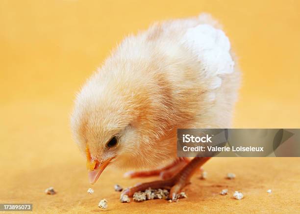 Chick Eating Stock Photo - Download Image Now - Baby Chicken, Eating, Seed