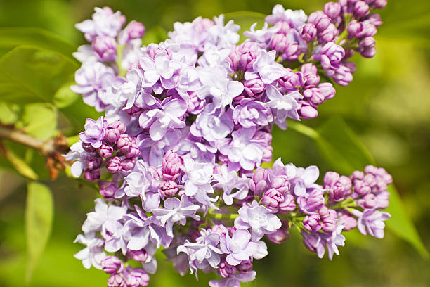 istock Lilac # 4 XXXL 173895148