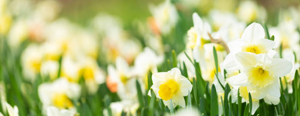 Daffodil flowers in a garden stock photo