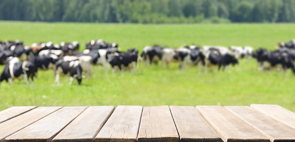 Empty old wooden table and meadow of cows background. Summer day