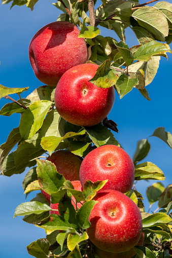 A line of red delicious apple on a branch at an orchard.