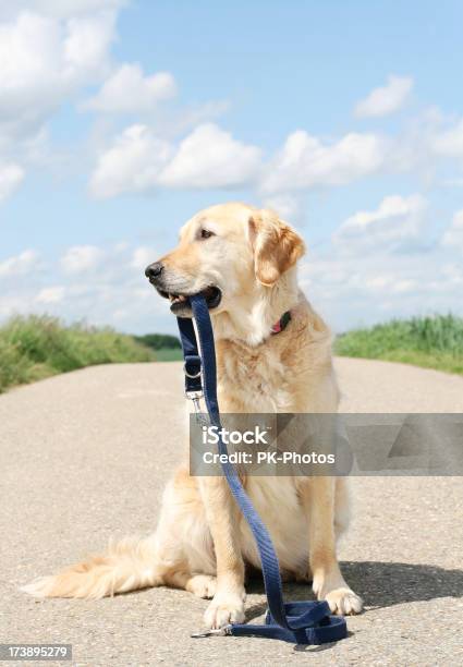 Golden Retriever E Guinzaglio - Fotografie stock e altre immagini di Ambientazione esterna - Ambientazione esterna, Animale, Animale da compagnia