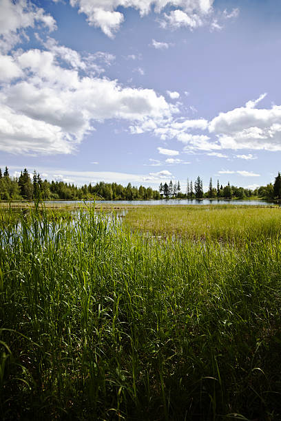 istock Summer by the lake. 173895303