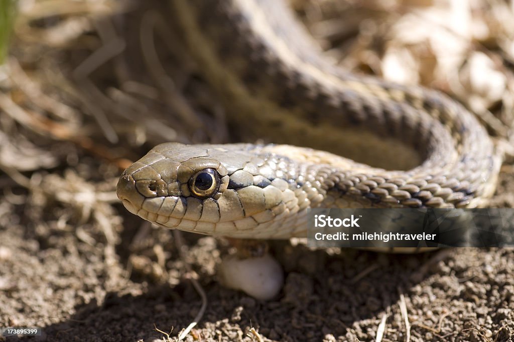 Common Garter Snake, Colorado A common garter snake warms himself in the sun on a cool morning, Denver, Colorado. Colorado Stock Photo