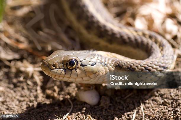 Common Garter Snake Colorado Stock Photo - Download Image Now - Colorado, Snake, Animal