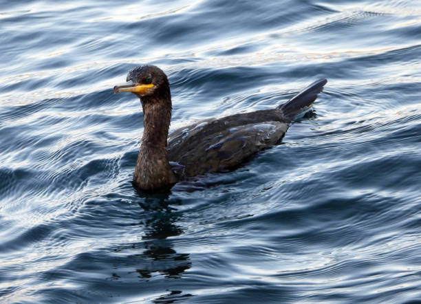 istock European Shag 1738955359