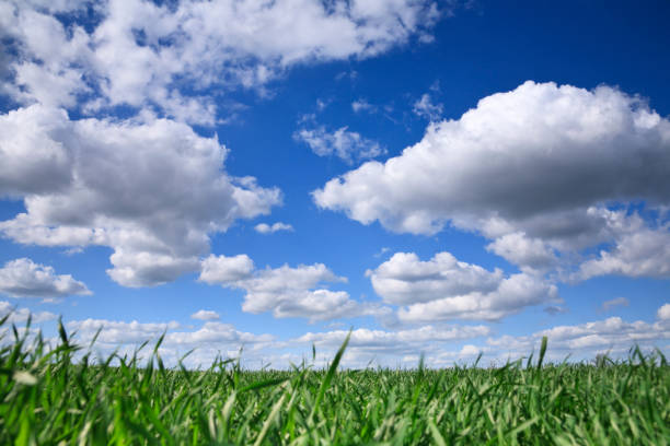 istock Beautiful green grass and a cool blue sky 173895648