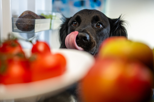 Front view photo of a black dog looking at food in a refrigerator while licking it's mouth.