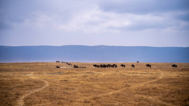 istock Life in Tanzania 1738958186