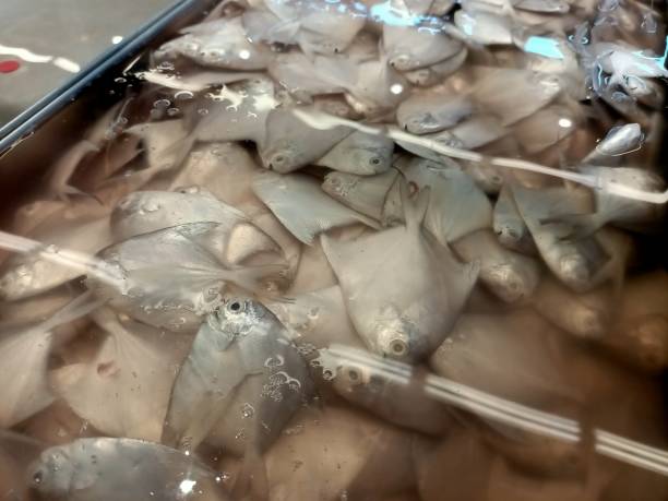 istock Fresh fish in a plastic box at the fish market 1738958200