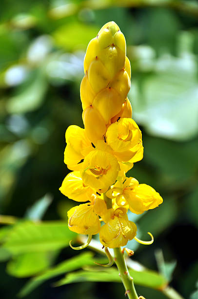 istock Lush Growth Yellow Cassia Alata L Flower 173895958