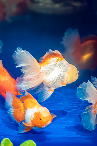 Goldfish in fresh water aquarium