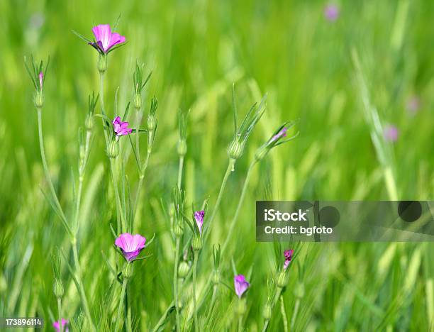Grünem Gras Und Blumen Stockfoto und mehr Bilder von Agrarland - Agrarland, Bildhintergrund, Bildschärfe