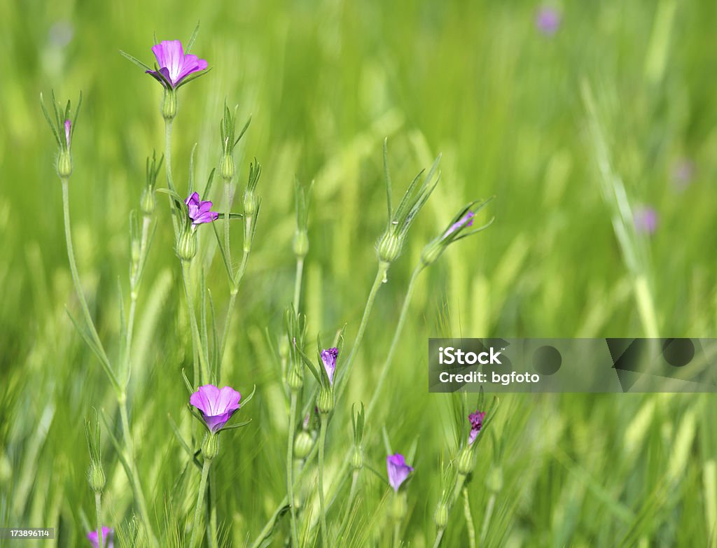 Verde grama e flores - Royalty-free Agricultura Foto de stock