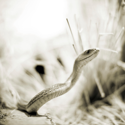 Sepia toned images of a black mamba hiding in high grass.
